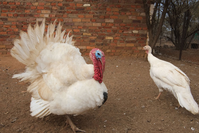 Kimberley, South Africa: Turkeys